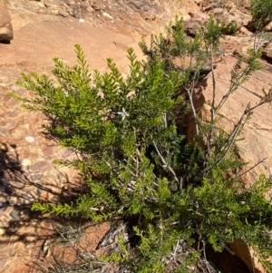 Philotheca linearis at Mutawintji, NSW - 27 Jun 2024