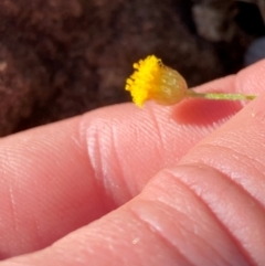 Leiocarpa semicalva subsp. semicalva at Mutawintji, NSW - 27 Jun 2024 by Tapirlord