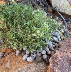 Scleranthus pungens at Mutawintji, NSW - 27 Jun 2024