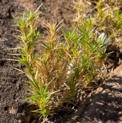 Scleranthus pungens (Prickly knawel) at Mutawintji, NSW - 27 Jun 2024 by Tapirlord