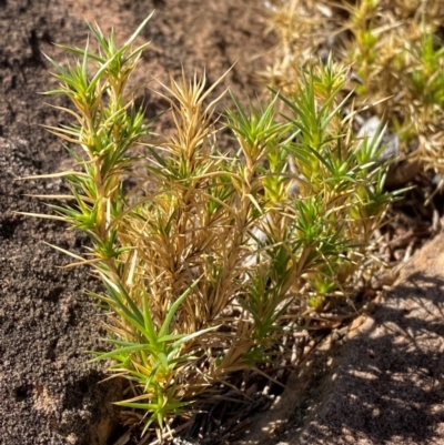 Scleranthus pungens (Prickly knawel) at Mutawintji, NSW - 27 Jun 2024 by Tapirlord