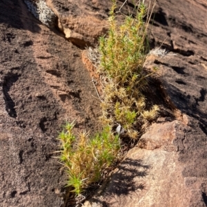 Scleranthus pungens at Mutawintji, NSW - 27 Jun 2024 11:25 AM