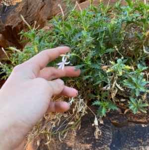 Isotoma petraea at Mutawintji, NSW - 27 Jun 2024 11:25 AM