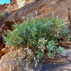 Isotoma petraea at Mutawintji, NSW - 27 Jun 2024