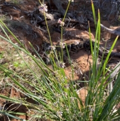 Lomandra patens (Irongrass) at Mutawintji, NSW - 27 Jun 2024 by Tapirlord