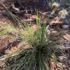 Lomandra patens at Mutawintji, NSW - 27 Jun 2024