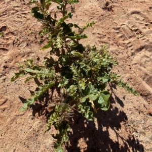 Solanum petrophilum at Mutawintji, NSW - 27 Jun 2024 11:08 AM