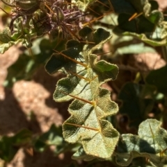 Solanum petrophilum at Mutawintji, NSW - 27 Jun 2024