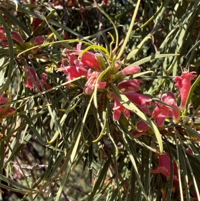 Eremophila longifolia (Weeping Emubush) at Mutawintji, NSW - 27 Jun 2024 by Tapirlord