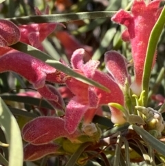 Eremophila longifolia at Mutawintji, NSW - 27 Jun 2024 10:53 AM