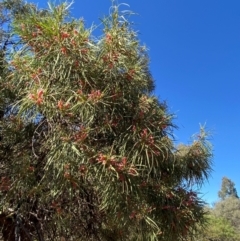 Eremophila longifolia at Mutawintji, NSW - 27 Jun 2024