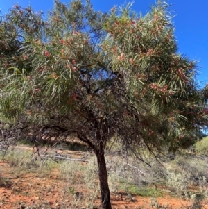 Eremophila longifolia at Mutawintji, NSW - 27 Jun 2024