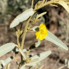 Sida petrophila (Rock Sida) at Mutawintji, NSW - 27 Jun 2024 by Tapirlord