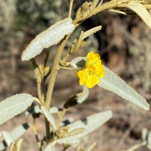 Sida petrophila at Mutawintji, NSW - 27 Jun 2024