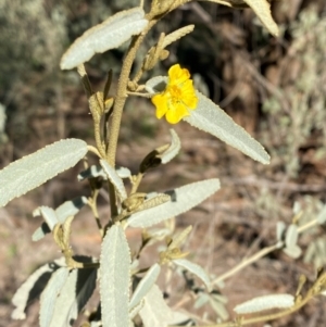 Sida petrophila at Mutawintji, NSW - 27 Jun 2024