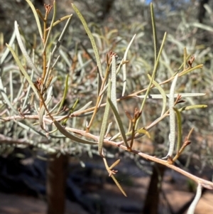 Acacia aneura var. aneura at Mutawintji, NSW - 27 Jun 2024