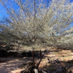 Acacia aneura var. aneura at Mutawintji, NSW - 27 Jun 2024