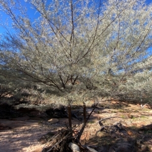 Acacia aneura var. aneura at Mutawintji, NSW - 27 Jun 2024