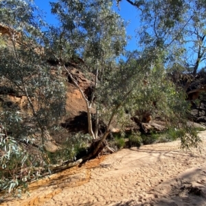 Eucalyptus camaldulensis subsp. arida at Mutawintji, NSW - 27 Jun 2024 10:41 AM