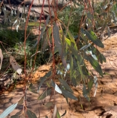 Eucalyptus camaldulensis subsp. arida at Mutawintji, NSW - 27 Jun 2024 10:41 AM