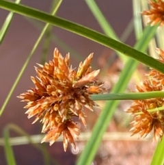 Cyperus fulvus (Sticky Sedge) at Mutawintji, NSW - 27 Jun 2024 by Tapirlord