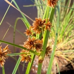 Cyperus fulvus at Mutawintji, NSW - 27 Jun 2024