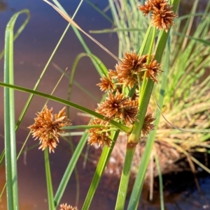 Cyperus fulvus at Mutawintji, NSW - 27 Jun 2024 10:39 AM