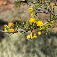 Acacia tetragonophylla (Dead Finish, Kurara) at Mutawintji, NSW - 27 Jun 2024 by Tapirlord