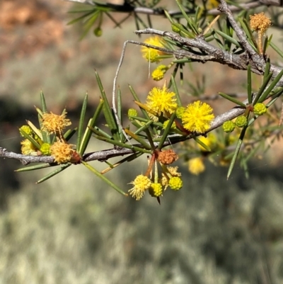 Acacia tetragonophylla (Dead Finish, Kurara) at Mutawintji, NSW - 27 Jun 2024 by Tapirlord