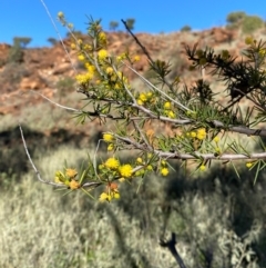 Acacia tetragonophylla at Mutawintji, NSW - 27 Jun 2024 10:38 AM