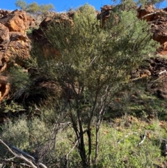 Acacia tetragonophylla at Mutawintji, NSW - 27 Jun 2024