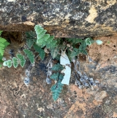 Cheilanthes lasiophylla (Woolly Cloak Fern) at Mutawintji, NSW - 27 Jun 2024 by Tapirlord