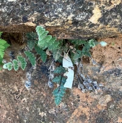 Cheilanthes lasiophylla (Woolly Cloak Fern) at Mutawintji, NSW - 27 Jun 2024 by Tapirlord