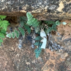 Cheilanthes lasiophylla at Mutawintji, NSW - 27 Jun 2024 10:35 AM