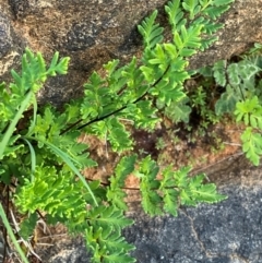 Cheilanthes sieberi subsp. sieberi (Mulga Rock Fern) at Mutawintji, NSW - 27 Jun 2024 by Tapirlord