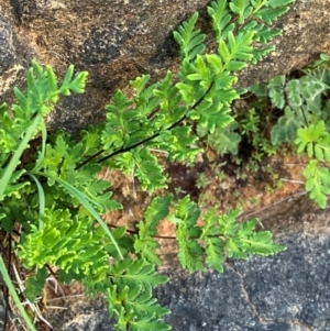 Cheilanthes sieberi subsp. sieberi at Mutawintji, NSW - 27 Jun 2024 10:35 AM