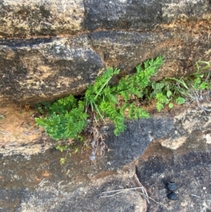 Cheilanthes sieberi subsp. sieberi at Mutawintji, NSW - 27 Jun 2024