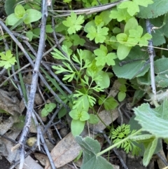 Daucus glochidiatus at Mutawintji, NSW - 27 Jun 2024