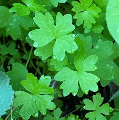 Hydrocotyle trachycarpa (Wild Parsley) at Mutawintji, NSW - 27 Jun 2024 by Tapirlord