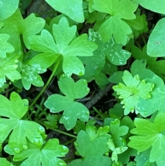 Hydrocotyle trachycarpa at Mutawintji, NSW - 27 Jun 2024