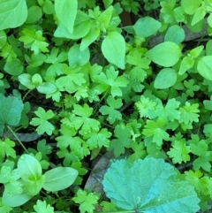 Hydrocotyle trachycarpa at Mutawintji, NSW - 27 Jun 2024