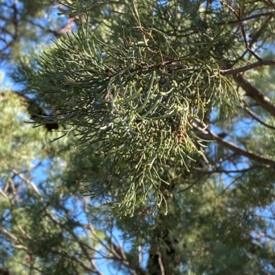 Callitris glaucophylla (White Cypress Pine) at Mutawintji, NSW - 27 Jun 2024 by Tapirlord