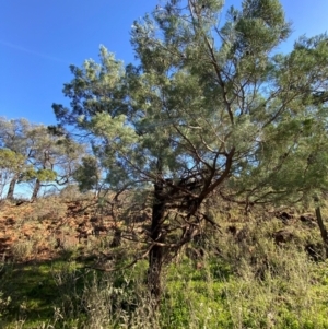 Callitris glaucophylla at Mutawintji, NSW - 27 Jun 2024 10:26 AM