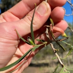 Eremophila longifolia (Weeping Emubush) at Mutawintji, NSW - 27 Jun 2024 by Tapirlord