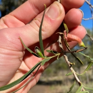 Eremophila longifolia at Mutawintji, NSW - 27 Jun 2024 10:24 AM