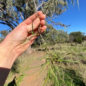 Eremophila longifolia at Mutawintji, NSW - 27 Jun 2024