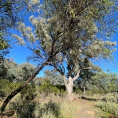 Eremophila longifolia at Mutawintji, NSW - 27 Jun 2024