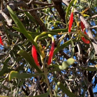 Lysiana exocarpi (Harlequin Mistletoe) at Mutawintji, NSW - 27 Jun 2024 by Tapirlord