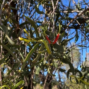 Lysiana exocarpi at Mutawintji, NSW - 27 Jun 2024 10:24 AM