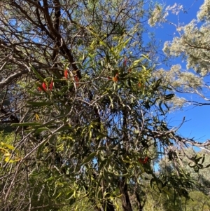 Lysiana exocarpi at Mutawintji, NSW - 27 Jun 2024